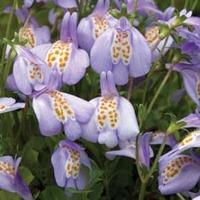 Mazus reptans - 5 mazus jumbo pl...