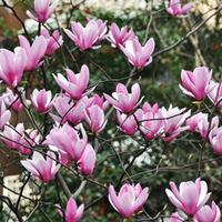 Magnolia \'Heaven Scent\'(Large Plant) - 1 x 3.5 litre potted magnolia plant