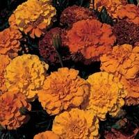 Marigold \'Queen Series Mixed\' - 1 packet (75 seeds)