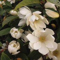 Magnolia \'Fairy Cream\' - 1 x 13cm potted magnolia plant