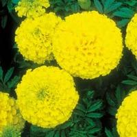 marigold discovery yellow f1 hybrid 1 packet 20 seeds