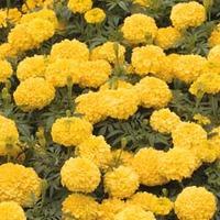 Marigold \'Moon\' - 1 packet (100 seeds)