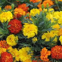 Marigold \'Zenith Mixed\' F1 Hybrid (Garden Ready) - 30 marigold garden ready plants