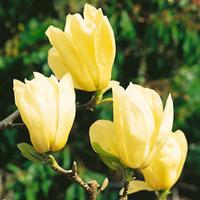 Magnolia denudata \'Yellow River\' (Large Plant) - 2 x 12 litre potted magnolia plants