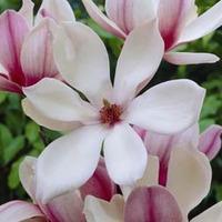 Magnolia \'Red Lucky\' (Patio Standard) - 1 bare root magnolia plant