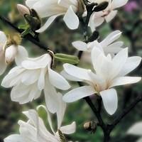 Magnolia Stellata 1 Tree 9cm Pot