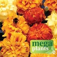 Marigold Melody 12 Mega Plants