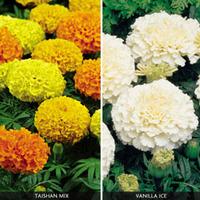 Marigold \'Fire And Ice Collection\' - 48 marigold plug plants - 24 of each variety