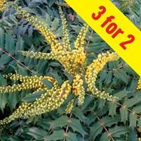 Mahonia Media Winter Sun 3 Plants 3 Litre