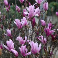 Magnolia \'Susan\' (Large Plant) - 2 magnolia plants in 3.5 litre pots