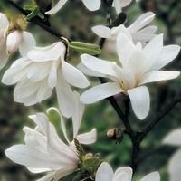 Magnolia Stellata 1 Tree 3 Litre