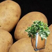 maris peer seed potatoes 2kg plus 4 patio planters