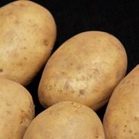 maris peer seed potatoes 1kg