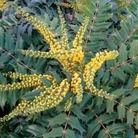 mahonia media winter sun 1 plant 9cm pot