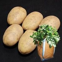 Maris Piper Seed Potatoes (2kg) plus 4 patio planters