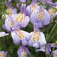 Mazus Creeping Orchid - 10 mazus...