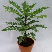 mahonia media winter sun 1 pre planted container