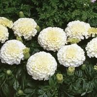 Marigold African Vanilla 24 Large Plants