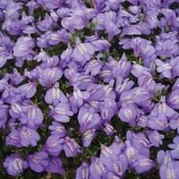 Mazus Reptans 6 Plants 1 Litre Pot