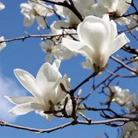 Magnolia denudata \'White\' - 2 bare root magnolia plants