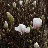 Magnolia x soulangeana \'Alba Superba\' (Large Plant) - 2 magnolia plants in 3.5 litre pots