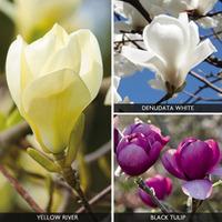 Magnolia Collection - 3 bare root magnolia plants - 1 of each variety