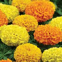 Marigold \'Taishan Mix\' - 24 marigold plug tray plants