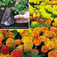 Marigold \'Bonanza Mix\' (Garden ready) - 30 garden ready marigold plug plants
