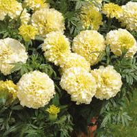 Marigold \'French Vanilla\' (Garden ready) - 30 garden ready marigold plug plants