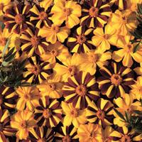Marigold \'Jesters Mix™\' - 24 marigold plug tray plants