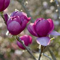 Magnolia \'Black Tulip\' - 2 bare root magnolia plants