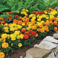 Marigold \'Zenith\' (Garden Ready) - 30 garden ready marigold plug plants