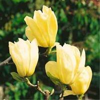 Magnolia \'Yellow River\' - 1 bare root magnolia plant