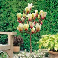 Magnolia \'Sunrise\' (Standard) - 4 bare root magnolia plants