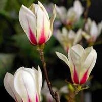 Magnolia \'Sunrise\' - 1 bare root magnolia plant