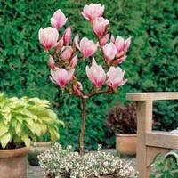Magnolia \'Lucky Red\' (Standard) - Magnolia Collection - 1 plant + 1 pot + 100g incredibloom