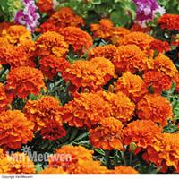 Marigold \'Fireball\' - 24 marigold plug tray plants