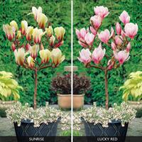 magnolia standard collection 2 bare root magnolia plants 1 of each var ...