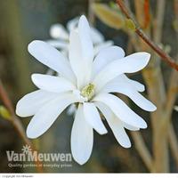 Magnolia stellata (Large Plant) - 2 magnolia plants in 3 litre pots