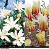 Magnolia Duo Collection - 2 bare root magnolia plants - 1 of each variety