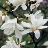 Magnolia Stellata 3 Plants 9cm Pot