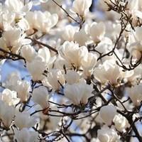 Magnolia Alba Superba 1 x 9cm Pot