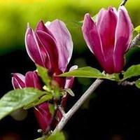 Magnolia Nigra 1 Plant x 9cm Pot