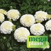 Marigold African Vanilla 12 Mega Plants