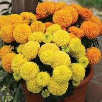 Marigold African Sun Mix 70 Ready Plants