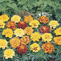 Marigold Durango Mix 40 plug plants