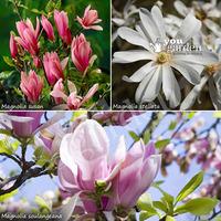 magnolia tree collection set of 3 varietiesin 9cm pots