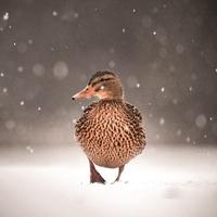 Mallard - Pack of 8 Wildlife Trusts Charity Christmas Cards