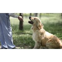 mastering dog training and care