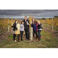 McLaren Vale Winery Small Group Tour from Adelaide Including Wine Tasting and Lunch